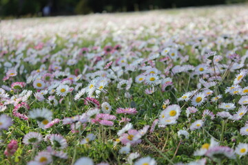 White chamomile flowers field meadow in sunset lights. Field of white daisies. Concept: nature, flowers, spring, biology, fauna, environment, ecosystem