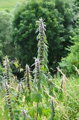 Nature is the world around us, not created by man. That which is primary, which appeared long before man. The natural habitat of man. Forests, mountains, seas, oceans, flora, fauna, and man himself.