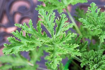 Citronella Plant Leaves, a Natural Insect Repellant
