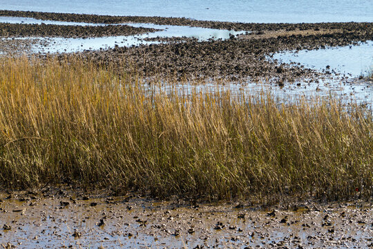 Oyster Reef