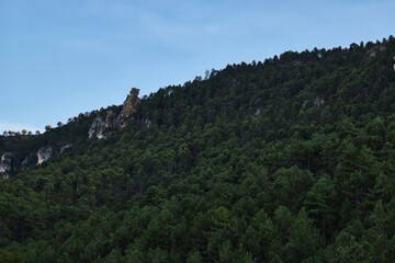 Forest in the mountains, Guadalajara, Spain