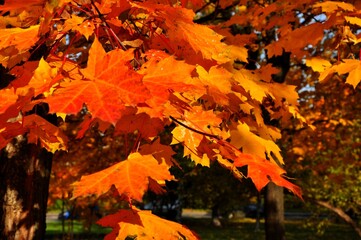 Nature is the world around us, not created by man. That which is primary, which appeared long before man. The natural habitat of man. Forests, mountains, seas, oceans, flora, fauna, and man himself.