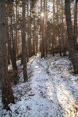 Snowy path among trees