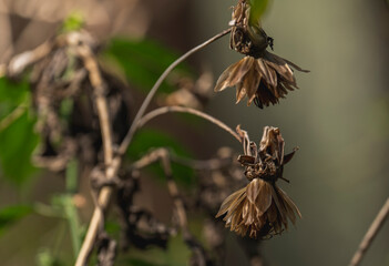 Detail of flowers and leaves of a tree in Suesca Colombia