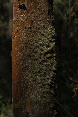 Sea of high trees in a landscape of the forest of Suesca Colombia