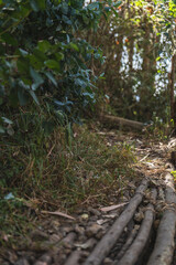 Greenish landscape of a forest in Suesca Colombia
