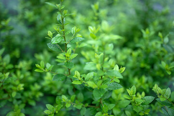 Closeup beautiful view of nature green leaves on greenery blurred background with sunlight and copy space.