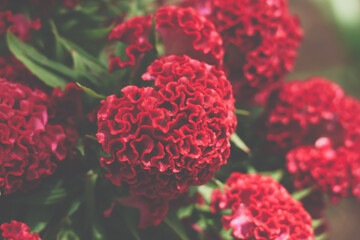 Fototapeta premium Real beauty nature background. Celosia argentea cristata cockscomb crested tropical flower bloom blossom. Planted temple Garden. Bordeaux red claret matt vintage colour. Alternative to amaranth