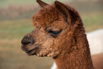 Fototapeta premium Portrait of a young brown alpaca standing in a pasture with big eyes and asking for a photo from the side.