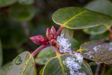 Snow on Red Rhododendron Bud in Spring, Ireland
