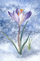 Fototapeta na wymiar Spring. The first crocus. Watercolor illustration. 