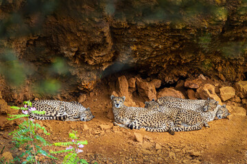 Fototapeta na wymiar grupo de guepardo descansando en una cueva 