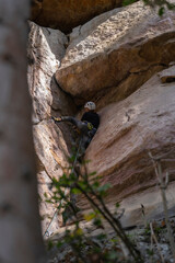 Rock Climber climbing the route Para mis amigos in Suesca Colombia