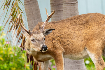 A male Key Deer (Odocoileus virginianus clavium) buck  with antlers  missing his right eye in the Florida Keys, USA.