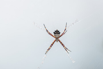 A Silver Garden Spider (Argiope argentata) on its web in the Florida Keys, USA.