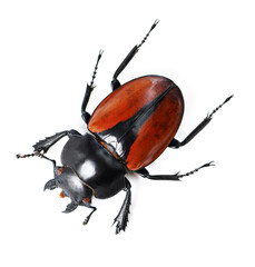 Bold and beautiful bugs. Studio shot of a red and black beetle isolated on white.