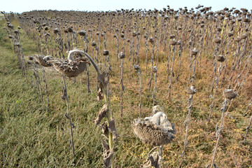 In the field ripe sunflower