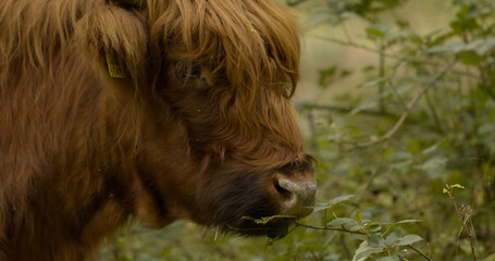 A Young Yak eats the Leaves of a Tree at a Livestock Farm.