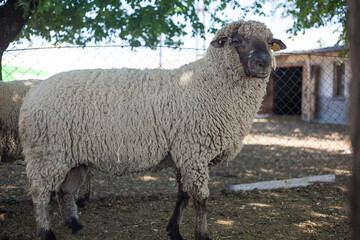 Sheep farming is a very popular livelihood in the world. Merino sheep give birth to many offspring at a time. 