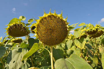 In the field ripens sunflower