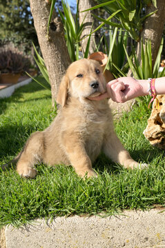 Cachorros de mastin espa&ntilde;ol