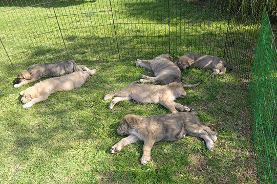 Cachorros de mastin espa&ntilde;ol