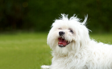 Happiness. Cute picture of a fluffy white poodle looking like it is smiling with green grass in the background.