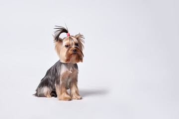 Charming baby Yorkshire Terrier with pedigree on a light background - obrazy, fototapety, plakaty