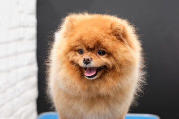 Portrait of a pomeranian in close-up on a black background