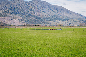 A green meadow of Alfalfa sprouts on a rural America field