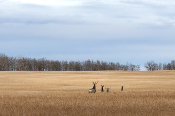 Mule deer frolic through wide open dry winter farm wheat field in Okotoks, Alberta. Tree line in background with big blue sky and soft clouds overhead. 