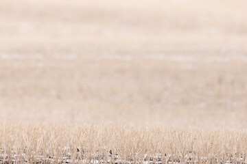 Prairie background. Close up of pale cropped winter wheat field, focused foreground softening into the background. 