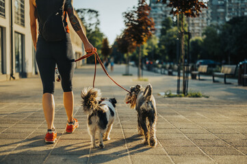 Woman walking her dogs on a leash during a sunset