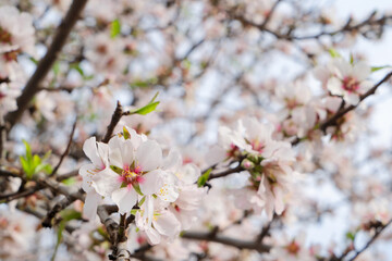 almond tree bloom