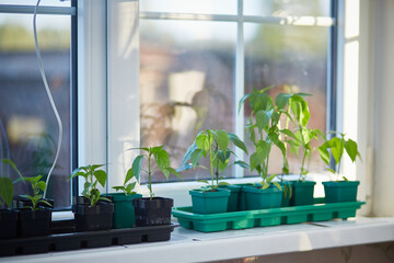 Tomato seedlings on the windowsill. Growing seedlings at home. Spring planting of early harvests