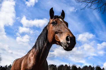 jablon © Aleksandra