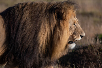 Obraz na płótnie Canvas an African lion with a large mane