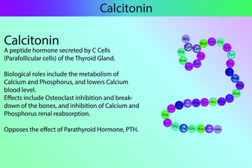 Calcitonin  hormone peptide structure and infographic with short information about biological role on purple background.