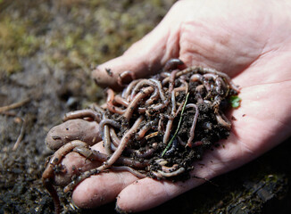 Hands holding worms with soil. A farmer showing group of earthworms in his hands. Production of vermicompost from household food waste