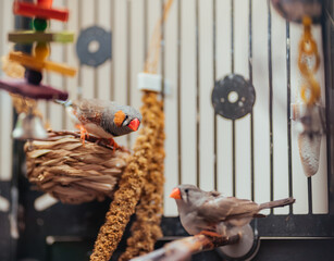 bird on a cage nature 