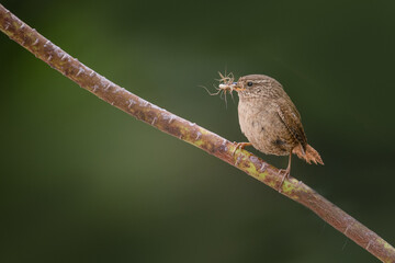 Petit Oiseau avec le bec remplis d'insectes pour ses petits. Troglodyte mignon dans la nature