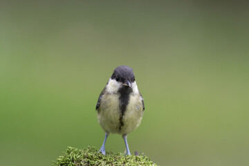 Mésange charbonnière qui regarde et bokeh vert en arrière plan © Thierry