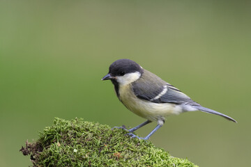 Fototapeta premium Mésange sur de la mousse végétale dans la nature, bokeh vert. Parus major