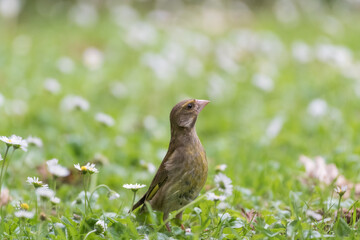 Obraz premium Oiseau sur le gazon au printemps, herbe et petites fleurs avec de l'espace pour texte 