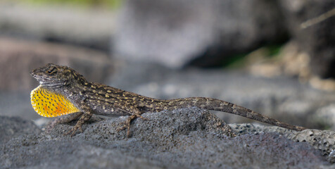 Lizard on a rock