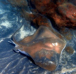Costa Rica Pacific sea life