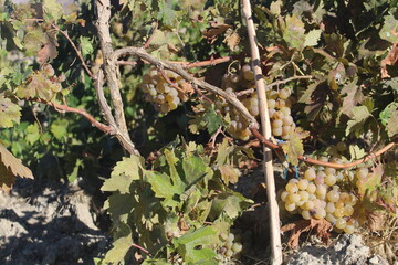 grape