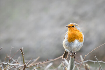 A lightly puffed up English robin redbreast with bright orange chest in profile facing left, perching on a bare hedge in winter - with copy space