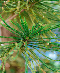 close up of a pine tree nature MIAMI FLORIDA green 