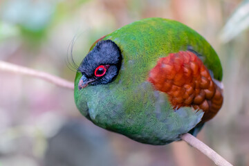 A green female crested partridge perched on a branch